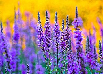 Fami通本周评分：《斯普拉遁3》差1满分荣登白金殿堂